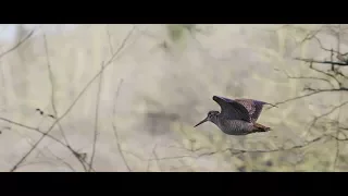 Bécasses Connemara 3 ( bécasse filmée de très près) Woodcock hunting in Ireland