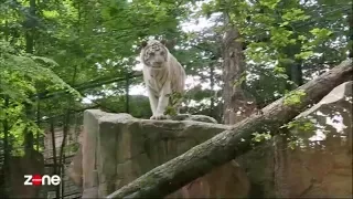 Zone Interdite Beauval Un Été Au Cœur Du Plus Grand Zoo De France