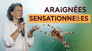 Plongée dans l'univers sensoriel des araignées