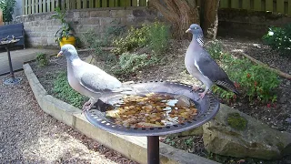 A wood pigeon trying to attract a mate on the garden bird bath, I think he failed 😂 #birds