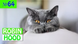 ПРИКОЛЫ 2017 с животными. Смешные Коты, Собаки, Попугаи // Funny Dogs Cats Compilation. Март №64