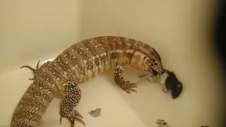 ( LIVE FEEDING ) A BIG RAT TO A HUGE RED TEGU !!!