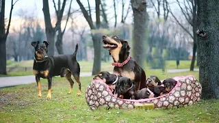 Mom keeping dad away from the puppies to protect them- Cute dog video