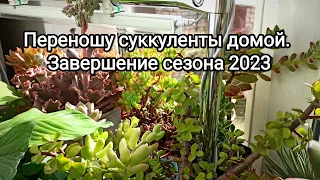 Переношу суккуленты домой. Завершение сезона 2023