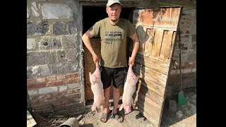 ￼￼Ціна на поросят шокує все Більше ‼️ Бомблять, а ми купляєм 🐖‼️ Купили 🐖 остались без трусів