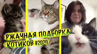 Смешная подборка котиков 2020