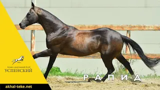 Akhal-teke stallion Rapid
