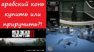 RDR2. Арабская супер-чудо-быстрая лошадь. искать или купить-что лучше?