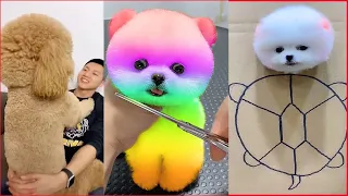 Tik Tok Chó Phốc Sóc Mini 😍 Funny and Cute Pomeranian #72