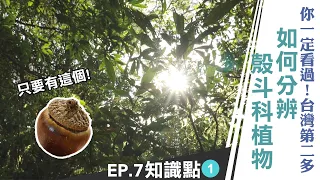 《雲端裡的知識點》你一定看過！台灣第二多 認識殼斗科植物｜雲端裡的49天｜第七集知識點#1