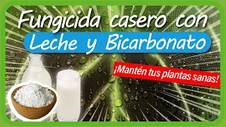 Cómo hacer un FUNGICIDA casero con BICARBONATO y LECHE / ¡EFECTIVO!