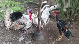 Turkey Vs Rooster fight😱 @birdLover