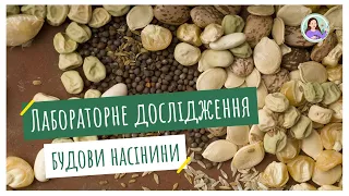 Лабораторне дослідження будови насінини