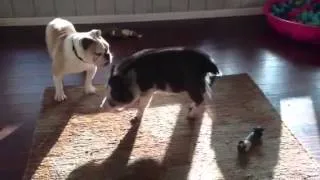 Pig vs Bulldog