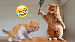 Try Not To Laugh 😅 Funniest Cats and Dogs 2023 😹🐶 Part  9