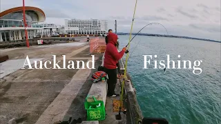 Auckland Fishing Experience: Wharf fishing mission catching gurnard and Kahawai