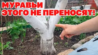 СРЕДСТВО ГОНИТ МУРАВЬЕВ ЧИСТЫЙ ОГОРОД БЕЗ ТЛИ И ВРЕДИТЕЛЕЙ garden@obovsemsmarusya​