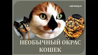 Необычный Окрас Кошек.Они просто Уникальны***Unusual color of cats