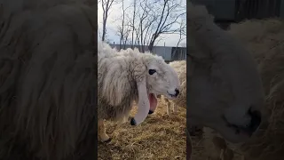 Баран Яша и бессмертный пёс ! #джекрасселтерьер #овцеводство #кайла