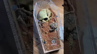 Unboxing sand trapdoor spiders! #shorts #spider