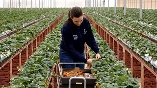 HDL Cultivo de fresas sin tierra para abastecer desde Dubái a Suiza todo el año