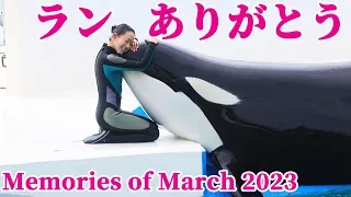 神戸須磨シーワールドに移送されたランの想い出!! 鴨川シーワールド シャチショー KamogawaSeaWorld  orca killerwhale