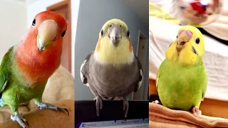 Smart & Funny Parrots Video😂 | Parrots Talking Compilation 🐦 | Cute Birds