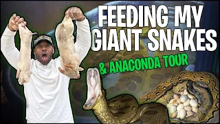 FEEDING MY GIANT SNAKES & A FULL ANACONDA TOUR | THE REAL TARZANN