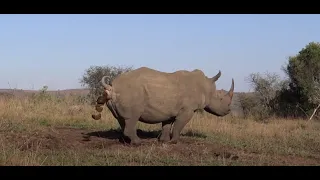 Amazing video of Rhino marking territory including a Flehmen grimace after female urinates