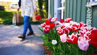 北欧の夏の始まり🌿スウェーデンのリンゴ農園でプレゼントを探して、新緑の森で穏やかに過ごす休日 / A holiday to be healed by apple fields and forests