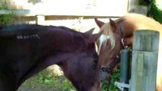 horses first meeting