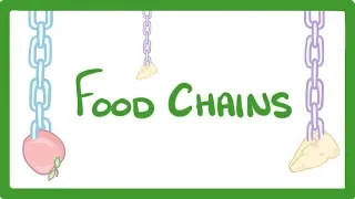 GCSE Biology - Food Chains & Predator Prey Cycles  #85