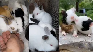 Funny and cute baby bunny rabbits.Смешные и милые кролики. Dilyorbek Quva