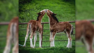 Budweiser welcomes 15 Clydesdale foals at its farm in Missouri