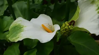 🌿ТЕНЕРИФЕ Ботанический сад Пуэрто-де-ла-Крус/Botanical Garden/Jardin Botanico Tenerife