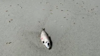 Maggots fill Florida beach after red tide fish kill