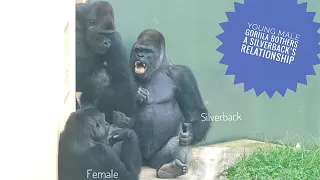 Gorilla Son Gets In The Way Between a Silverback and Female | The Shabani Group