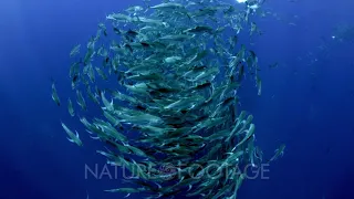 Bigeye Jack School In Open Water At Cocos Island