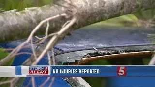 Strong Winds Cause Tree To Fall On Car