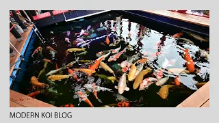 Modern Koi Blog #5090 - Rudis Wasserwerte im Vergleich