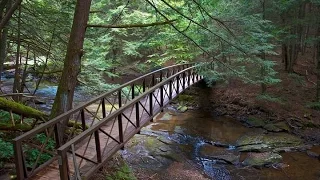 Cook Forest State Park