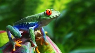 Top 15 Most Beautiful Animals Around The World - In 4K