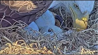 WATCH: Baby Eagles expected to hatch in Dulles Virginia