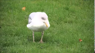 Seagull dancer  Чайка танцор