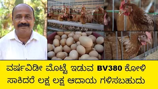 ವರ್ಷವಿಡೀ ಮೊಟ್ಟೆ ಇಡುವ bv380 ಕೋಳಿ ಸಾಕಿದರೆ ಲಕ್ಷ ಲಕ್ಷ ಆದಾಯ ಗಳಿಸಬಹುದು