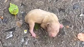 Newborn Puppy Crying For Help, A Girl Passing By Heard Him