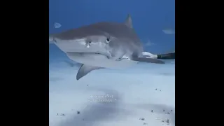 Встреча Человека и Акулы