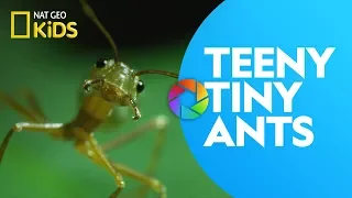 Teeny Tiny Ants | Ready, Set, Zoom!