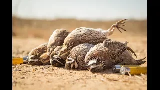 Texas Quail | The Flush - Season 8, Episode 10