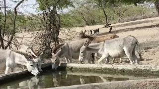 Two male donkey aur four female donkey is drinking water |@MP2animals
